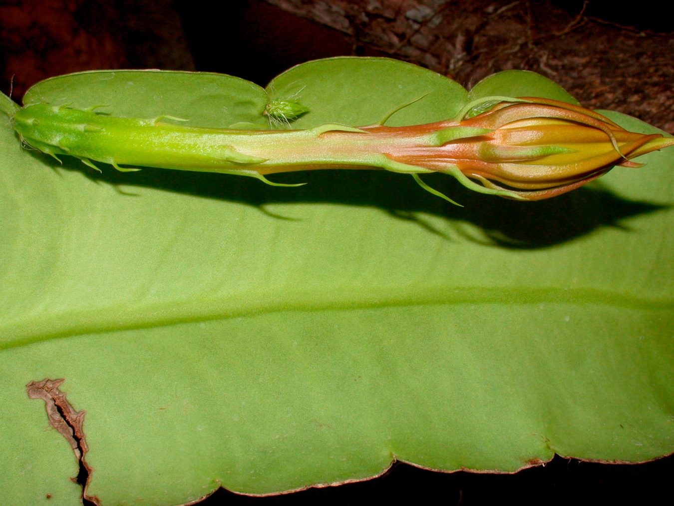 Epiphyllum thomasianum