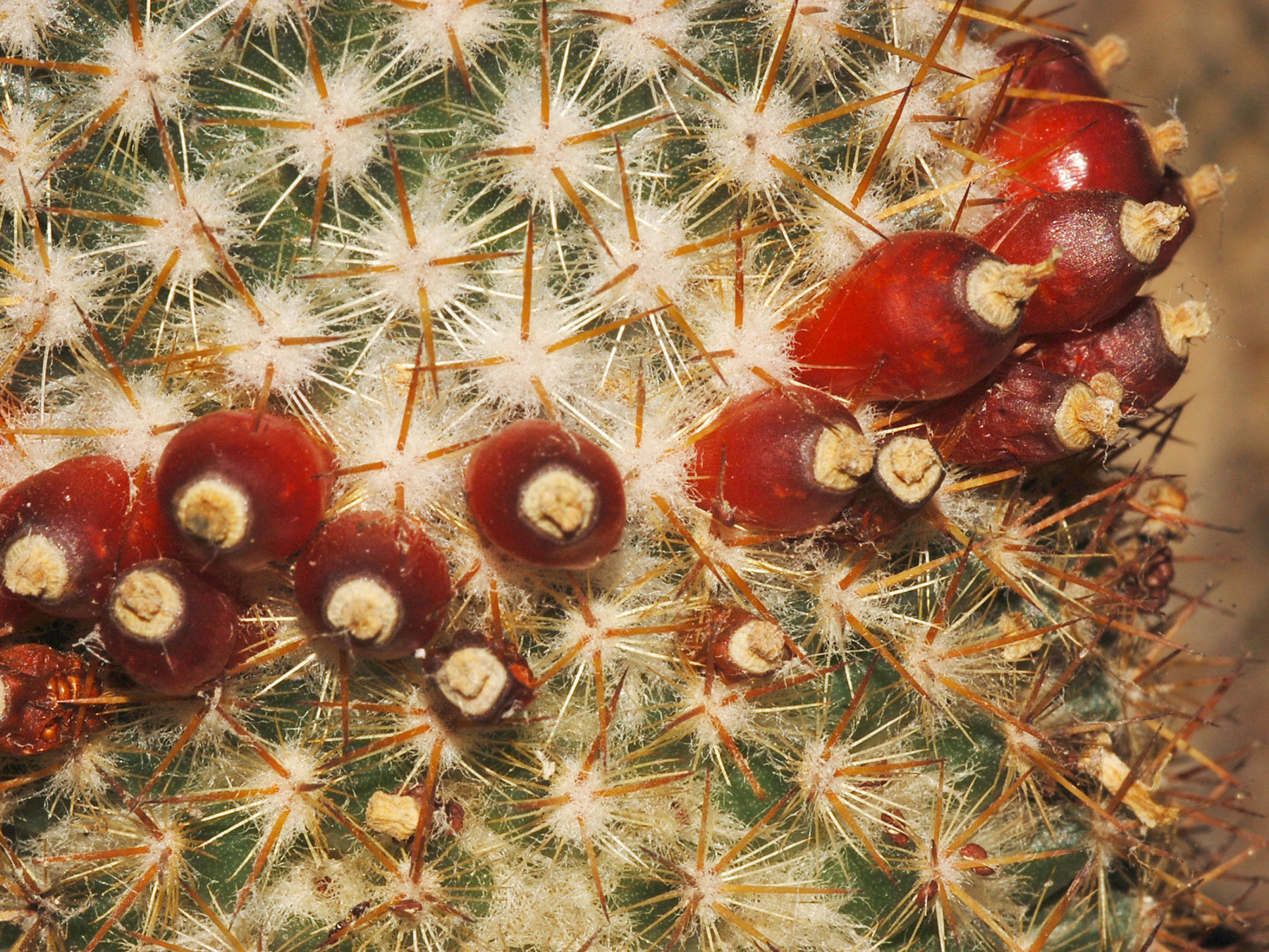 Mammillaria columbiana