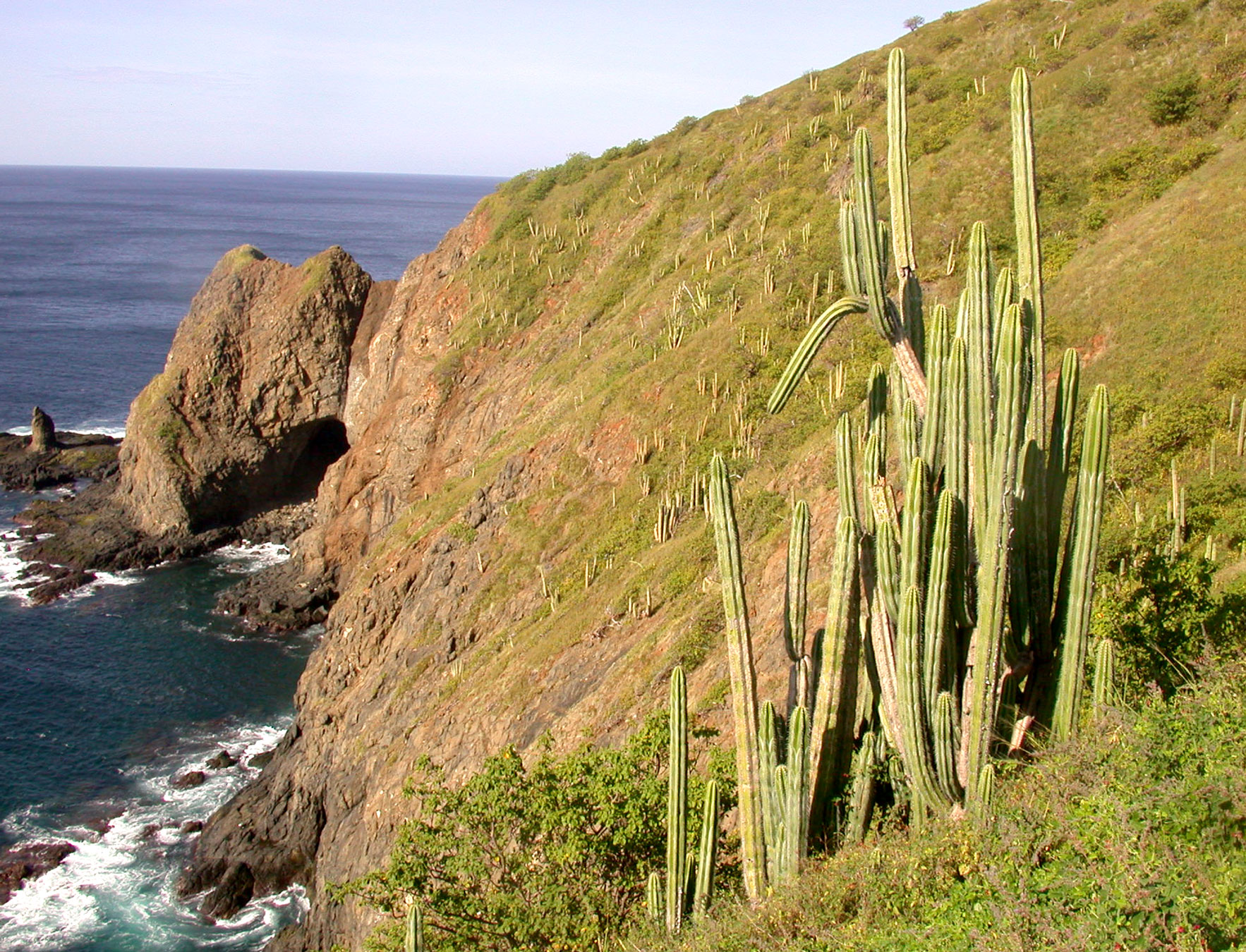 Marshallocereus aragonii