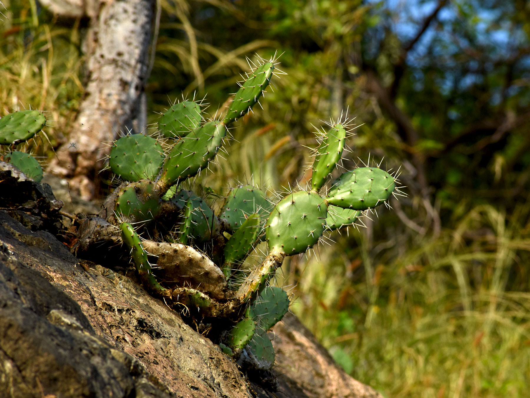 Opuntia guatemalensis