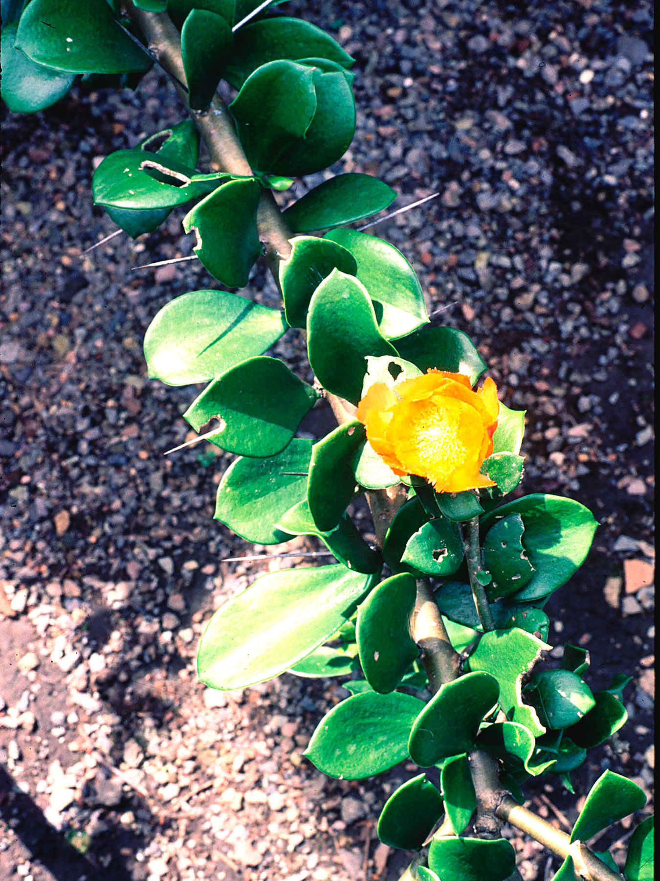 Pereskia lychnidiflora