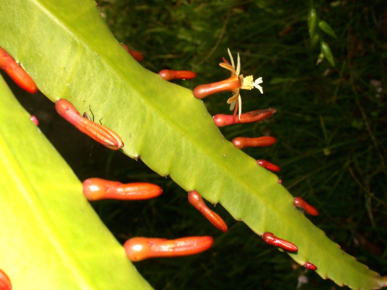 Pseudorhipsalis himantoclada