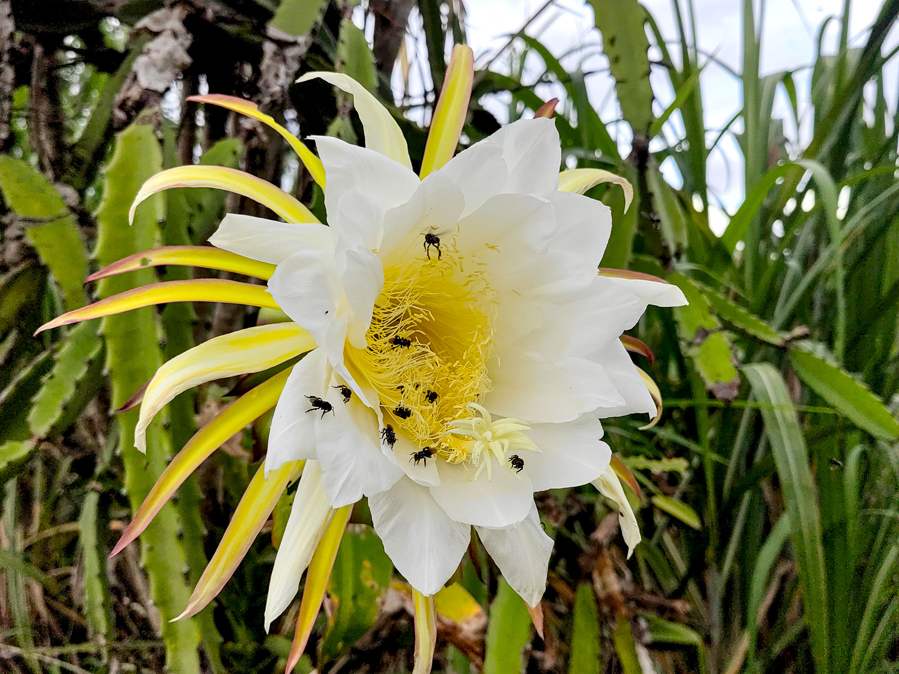 Selenicereus costaricensis