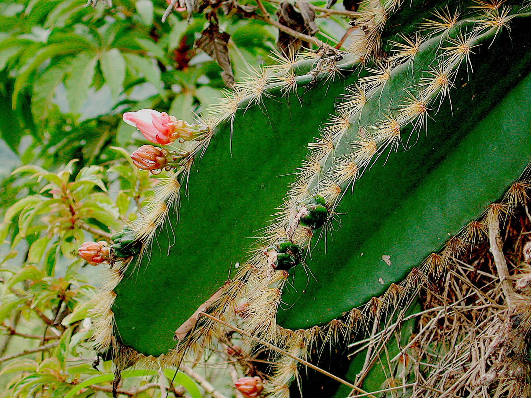 Weberocereus frohningiorum