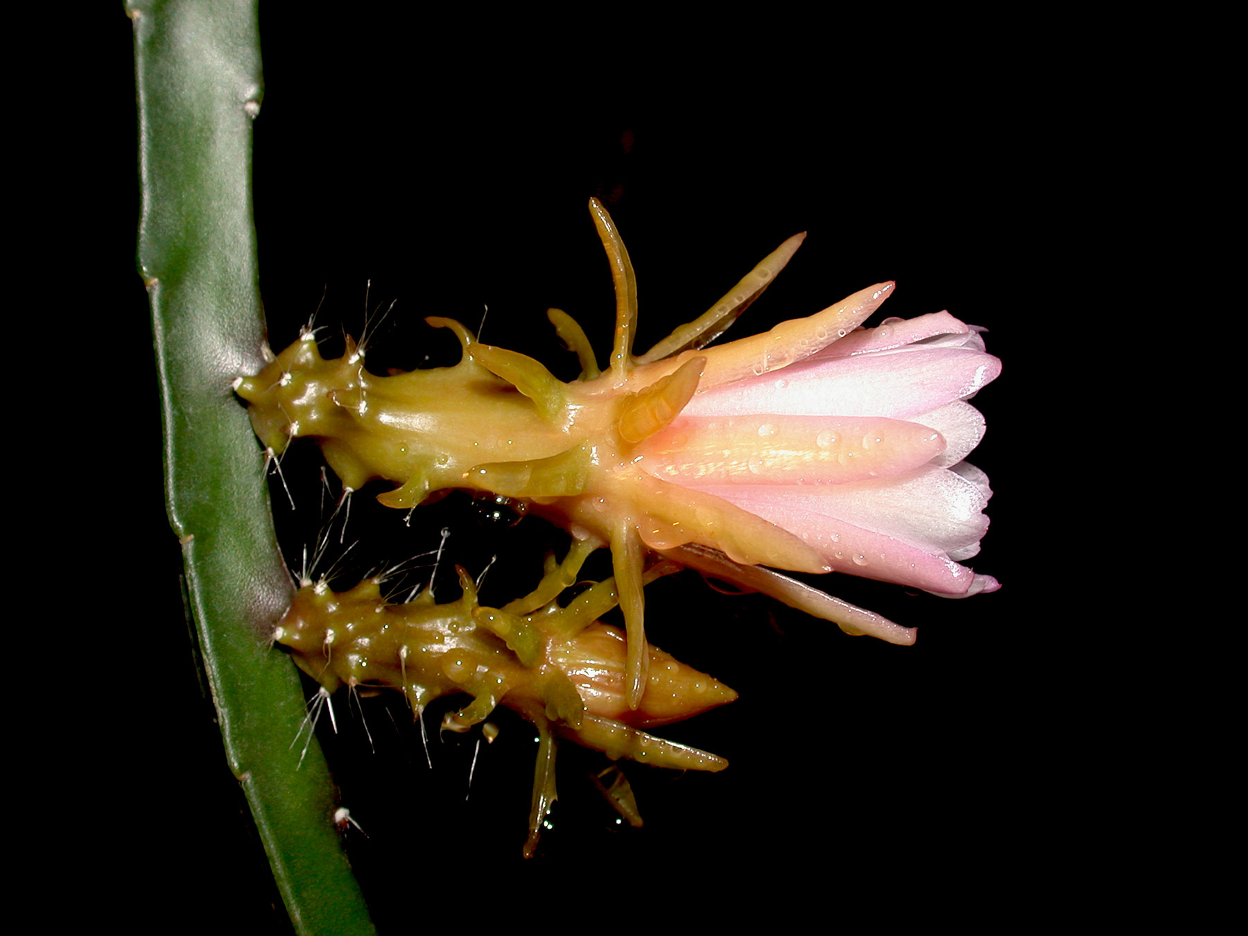 Weberocereus tunilla