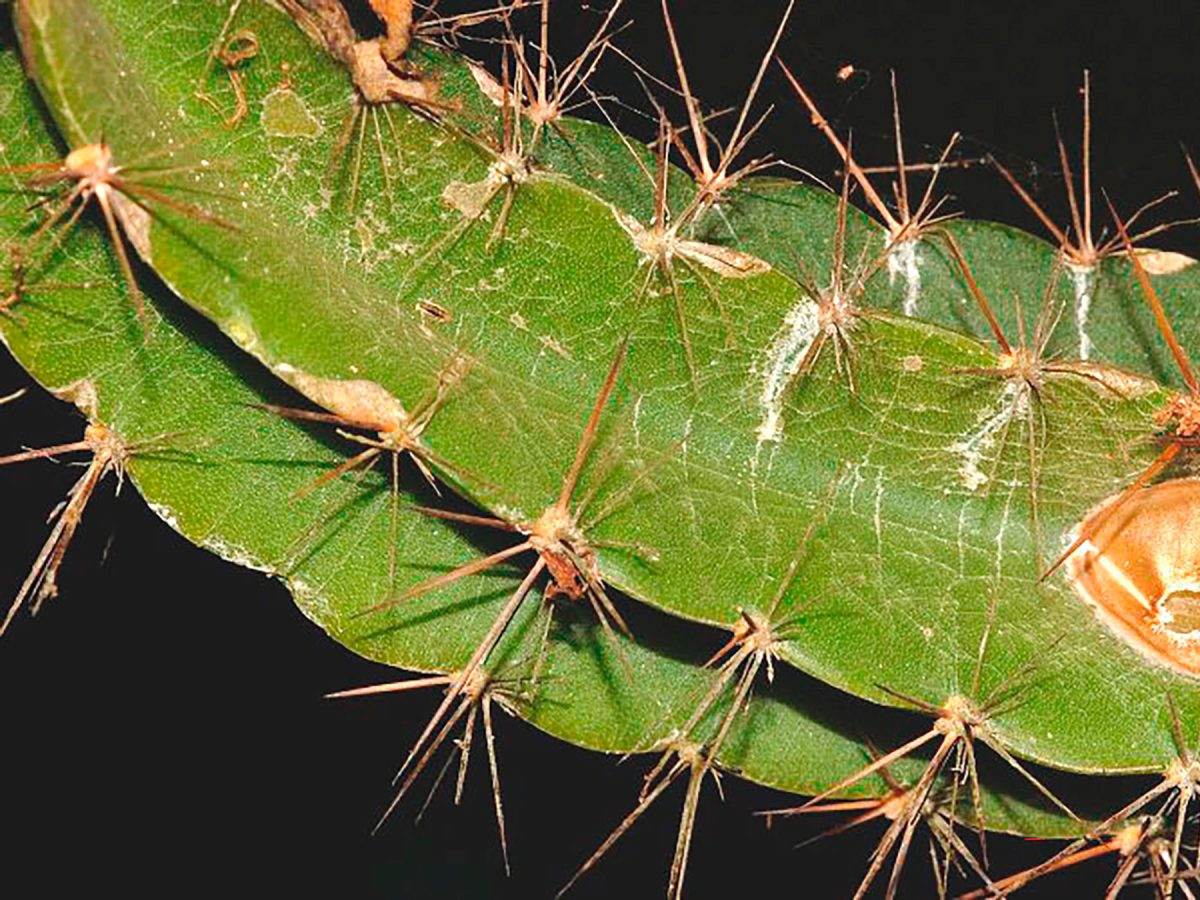 Historia Natural « Museo Nacional de Costa Rica