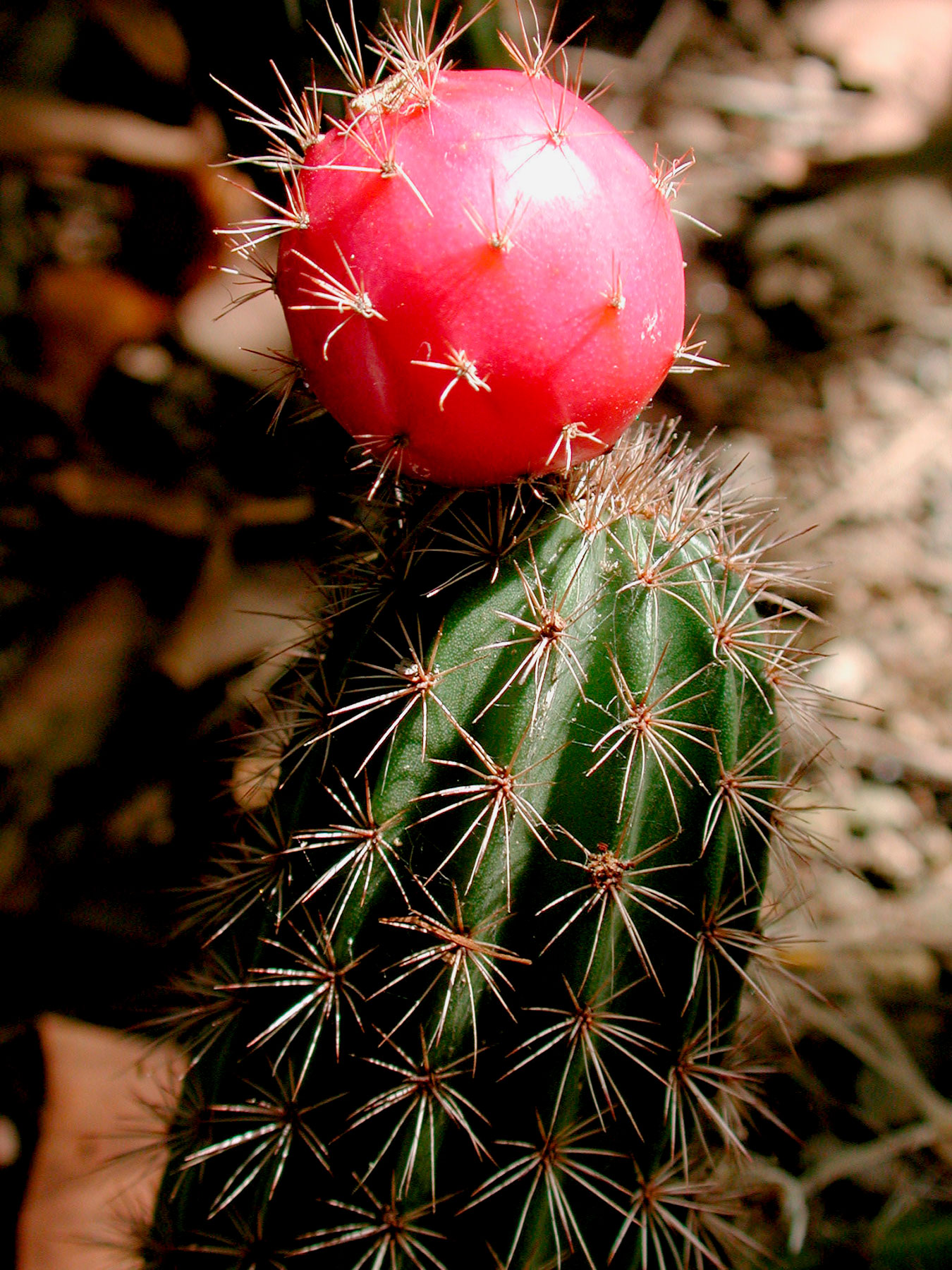 Acanthocereus hirschtianus