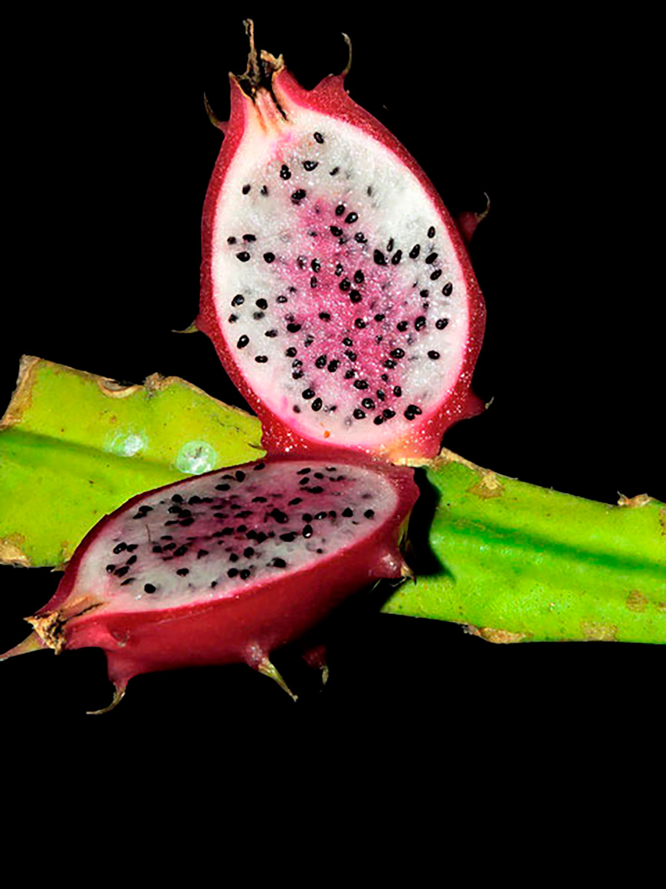 Epiphyllum lepidocarpum