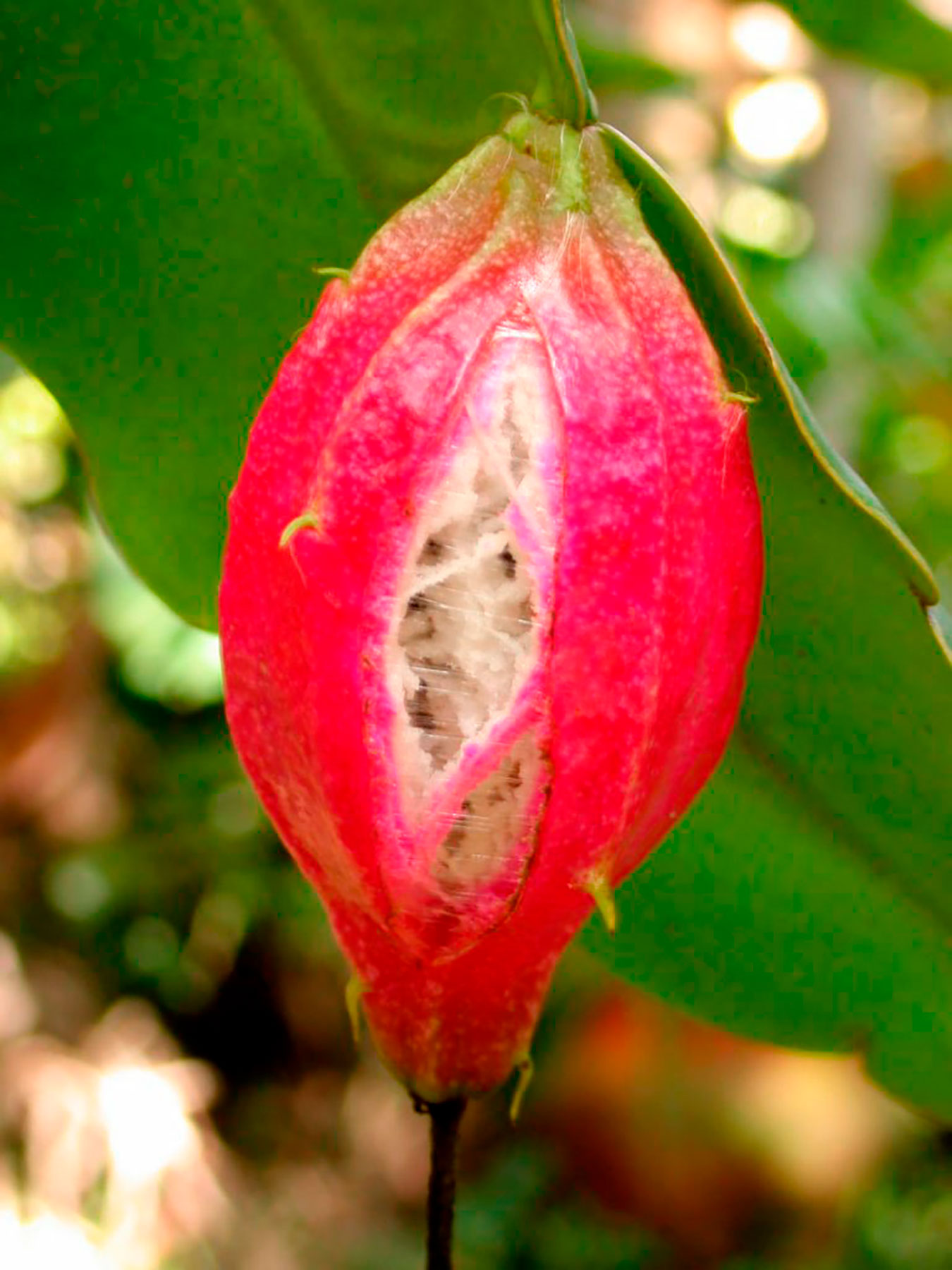Epiphyllum thomasianum