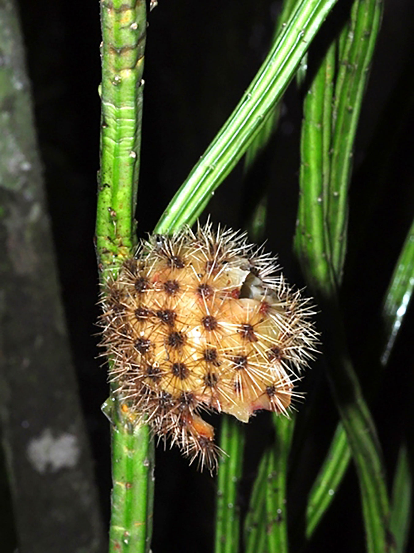 Selenicereus wercklei