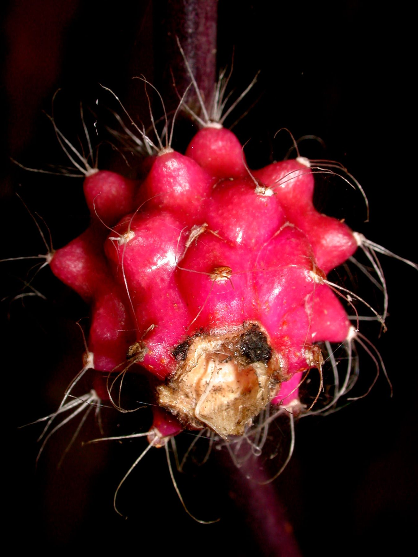 Weberocereus tunilla