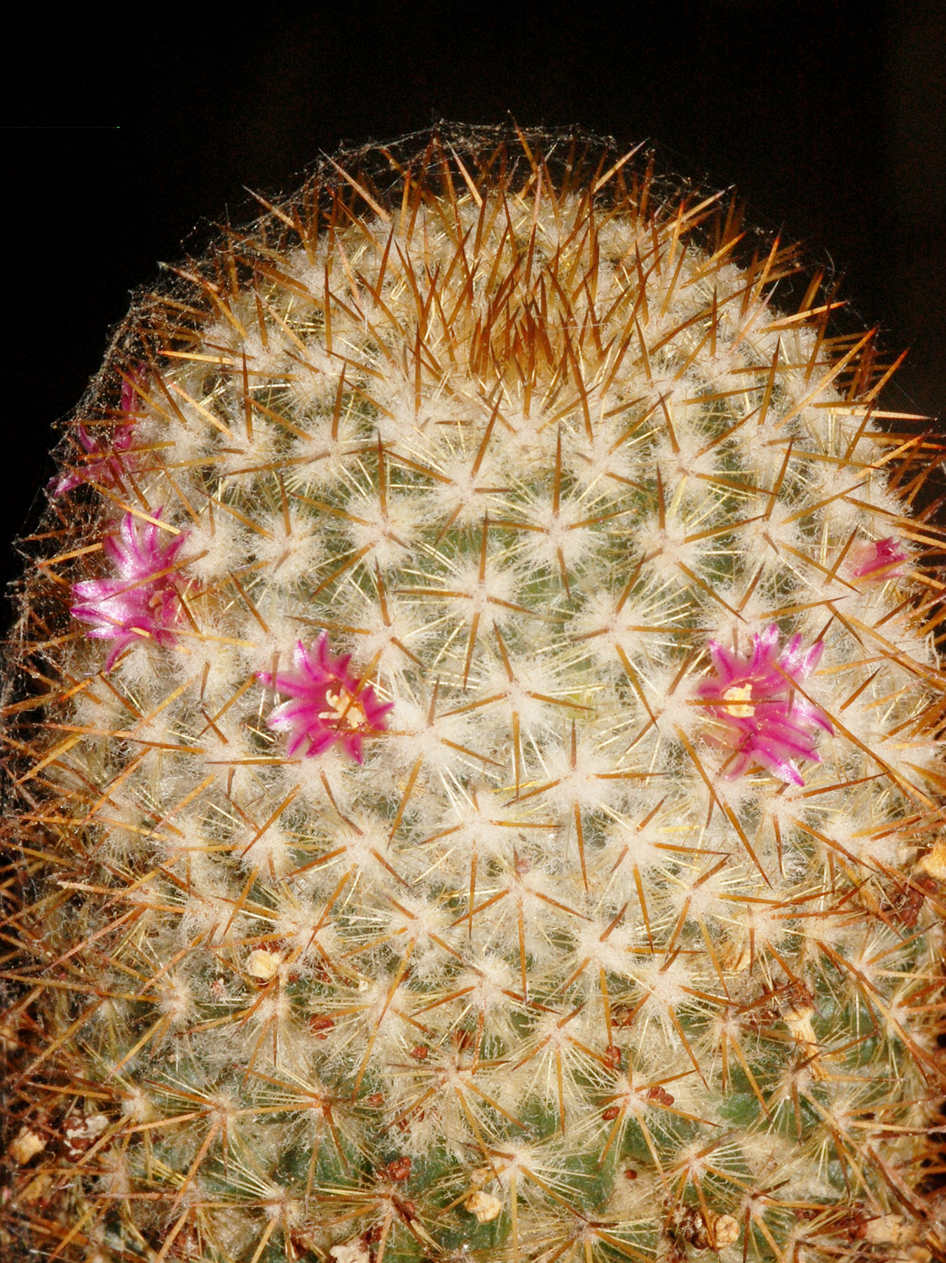 Mammillaria columbiana