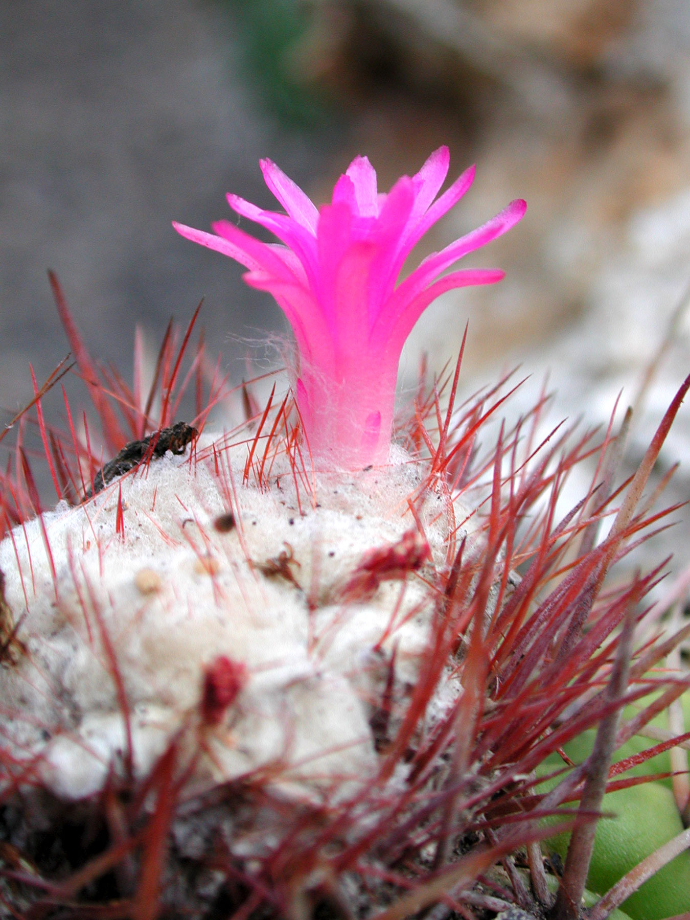 Melocactus curvispinus