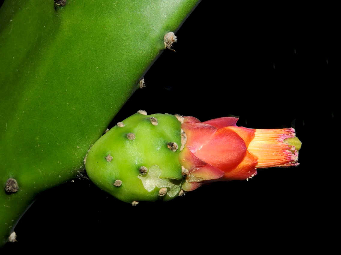 Opuntia cochenillifera