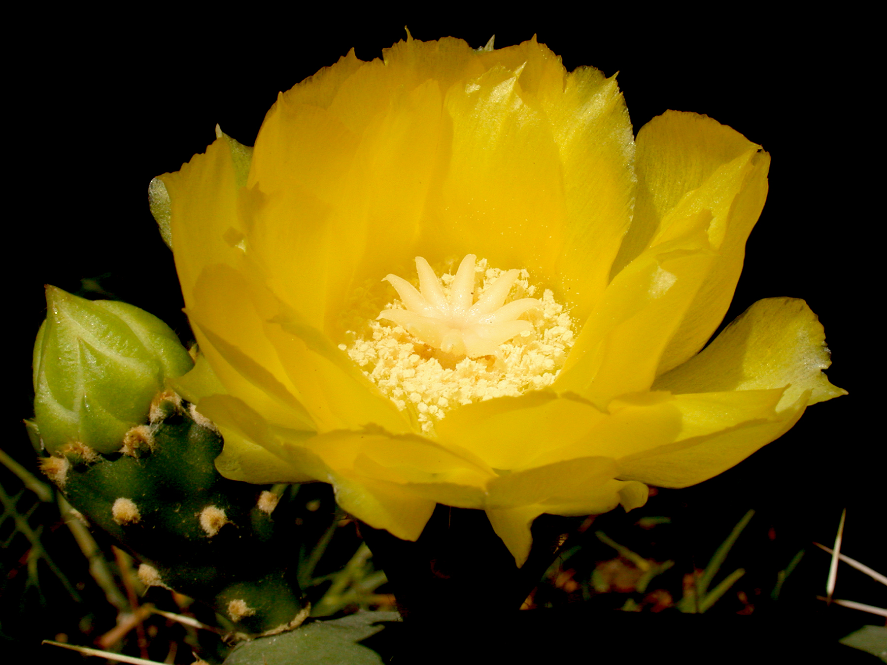 Opuntia guatemalensis