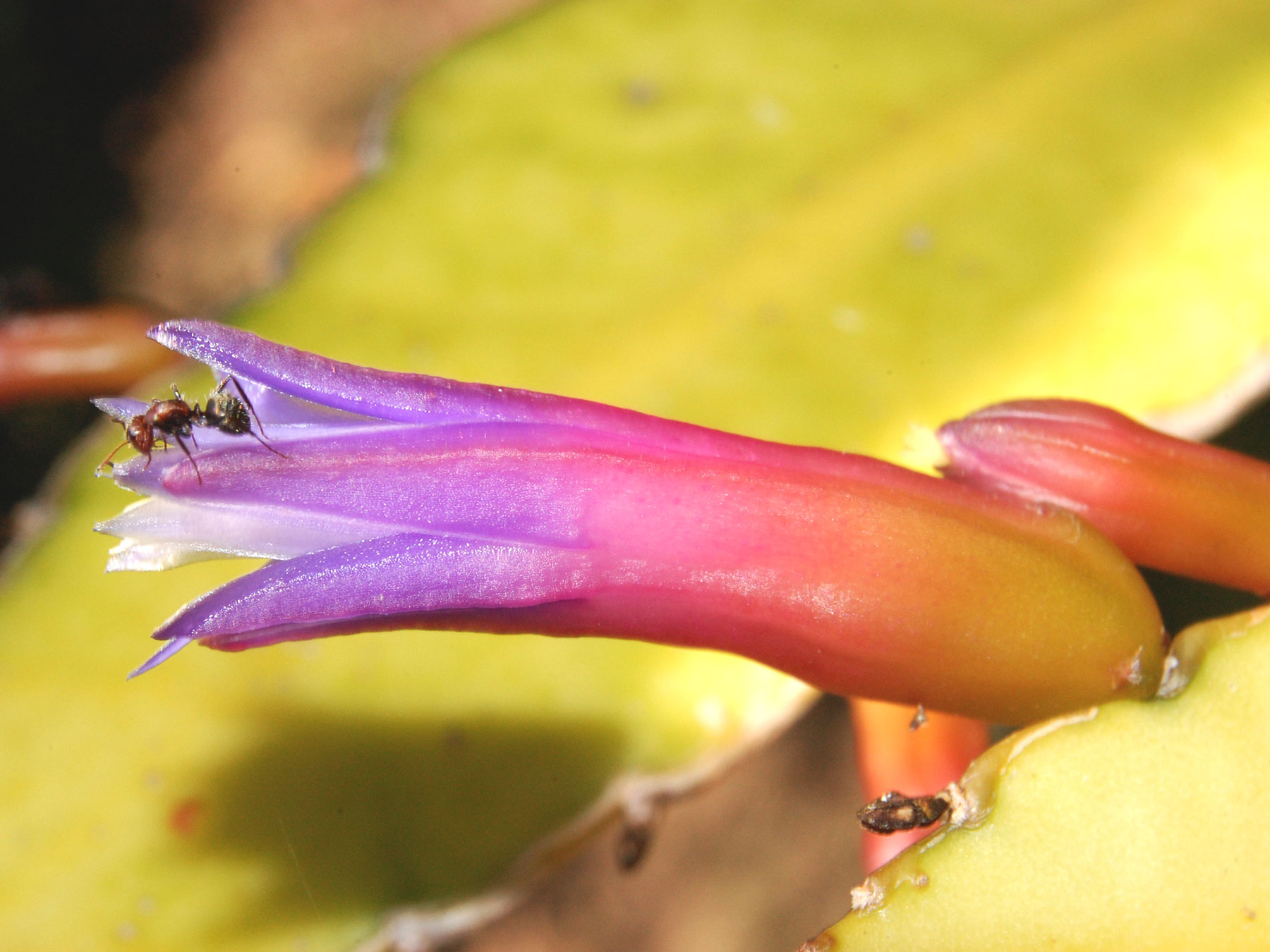 Pseudorhipsalis amazonica