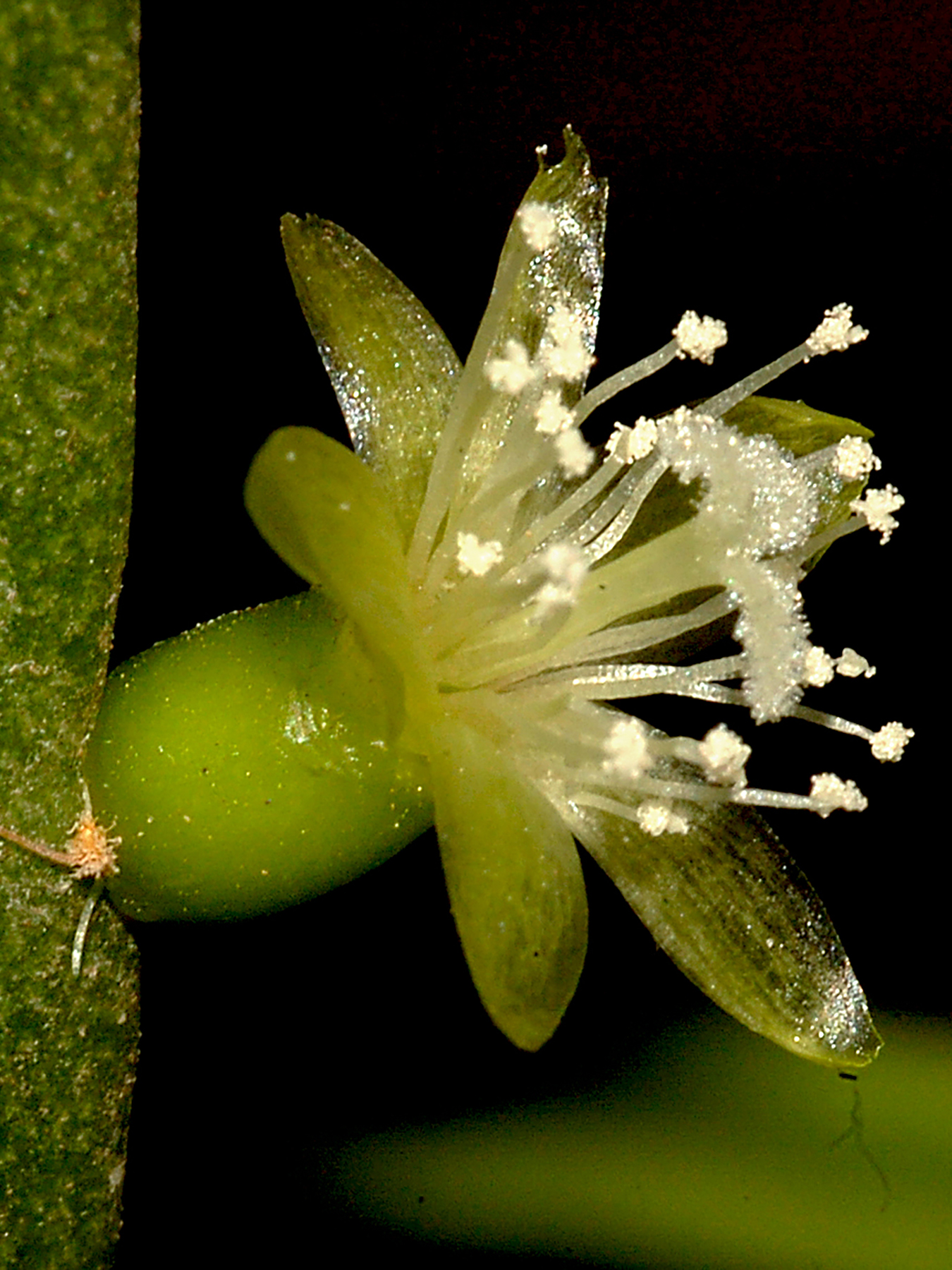 Rhipsalis micrantha