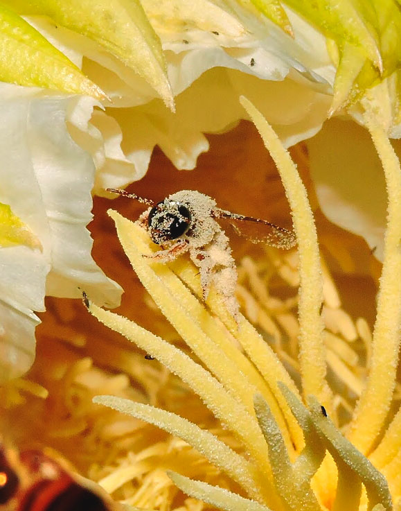 Begonia involucrata