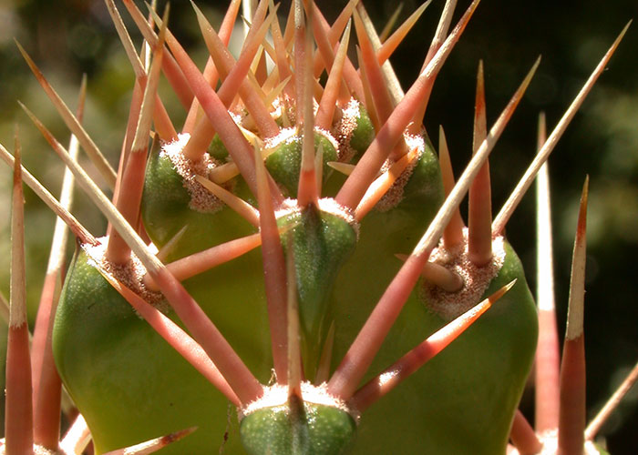 Passiflora vitifolia