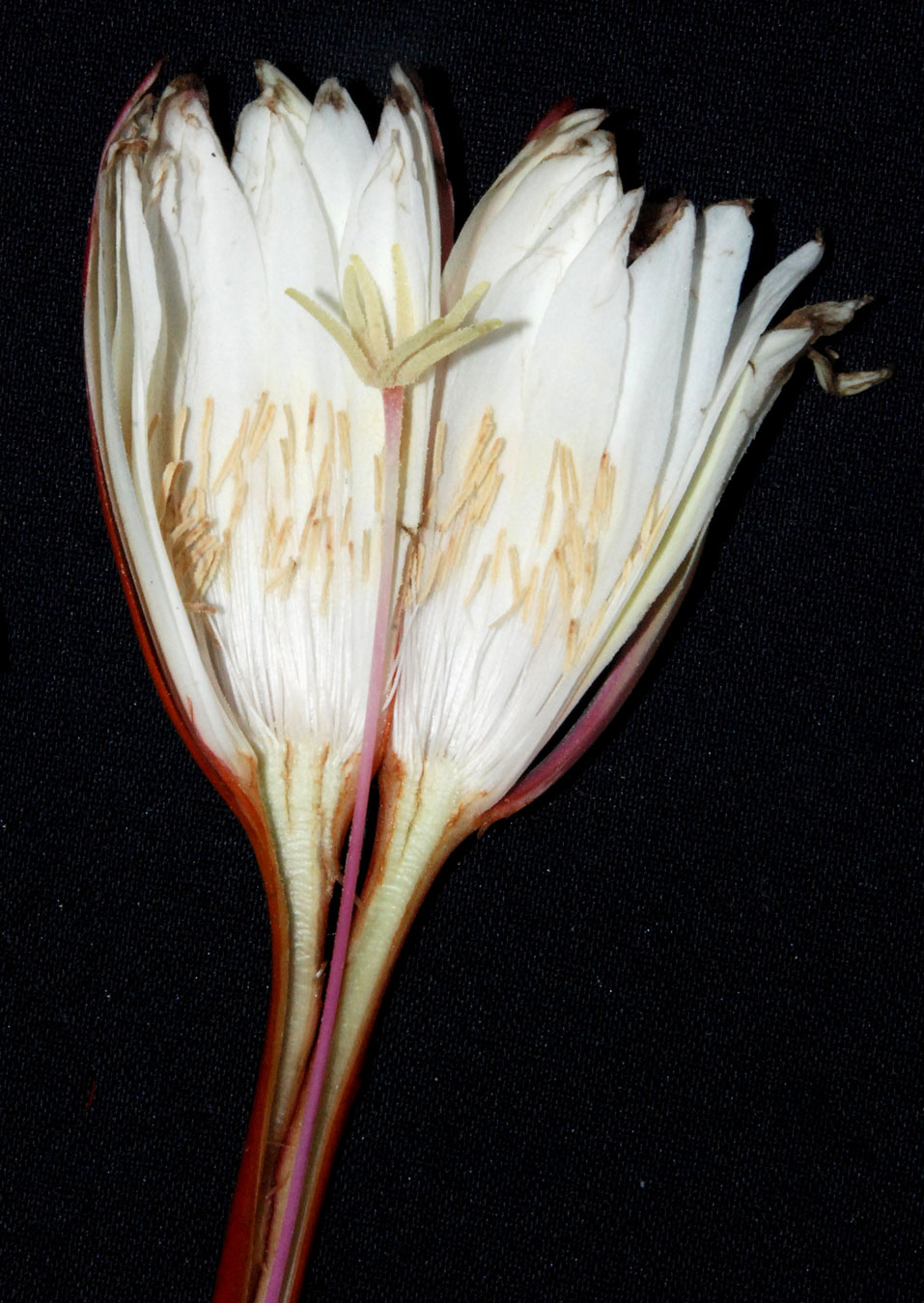 Estambres y estigma lobulado de Epiphyllum cartagense