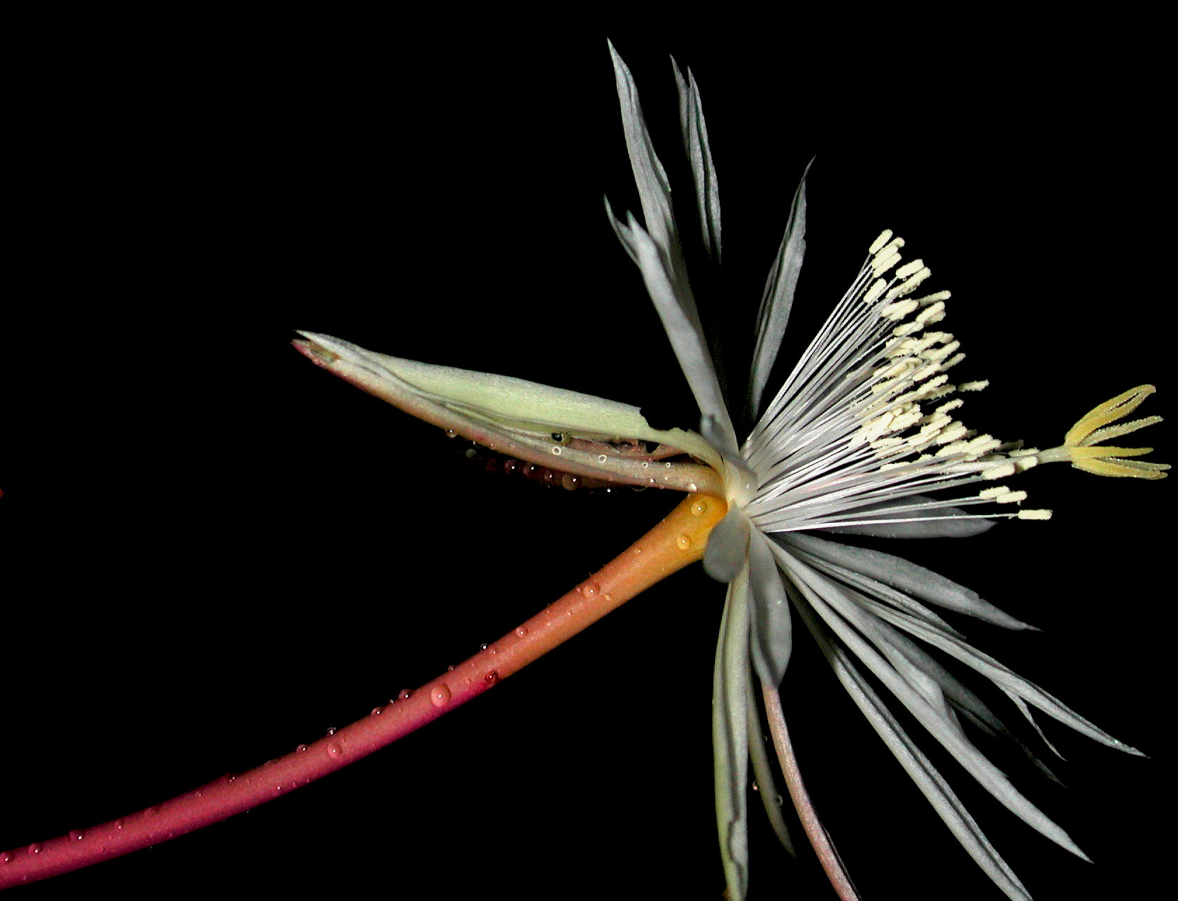 Estambres y estigma lobulado de Epiphyllum cartagense