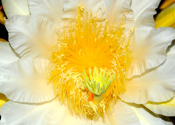 Trilobulada: Passiflora guatemalensis