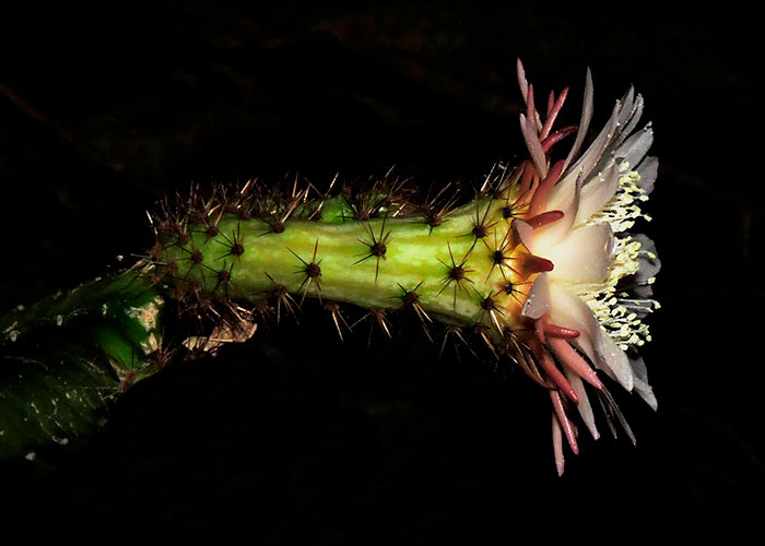 Passiflora vitifolia