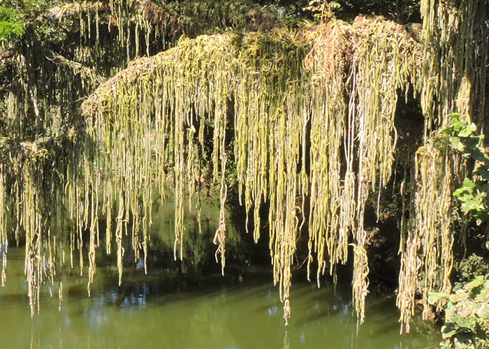 Foliáceas: Passiflora ambigua