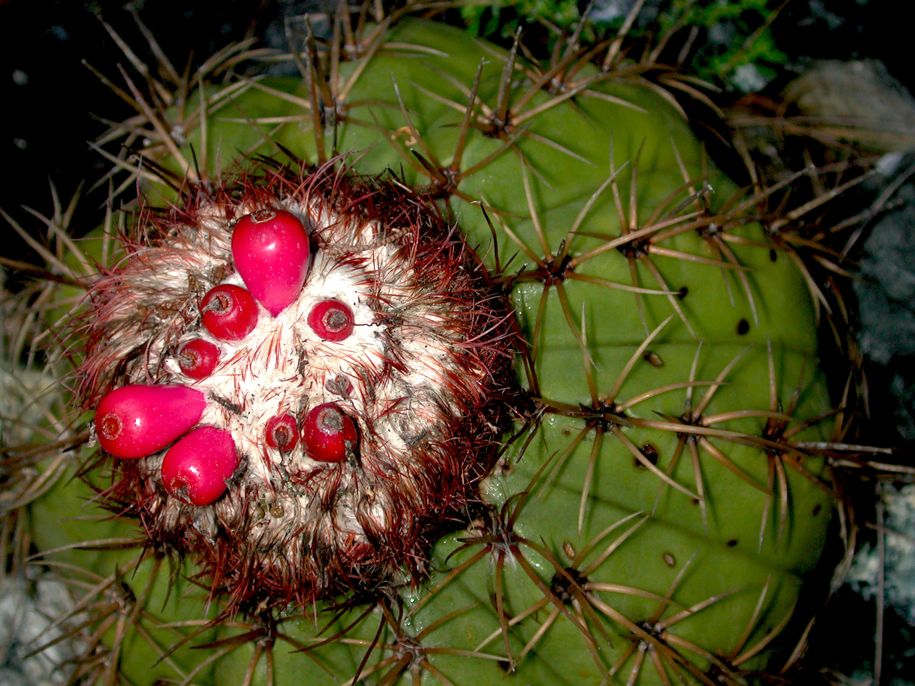 Melocactus curvispinus