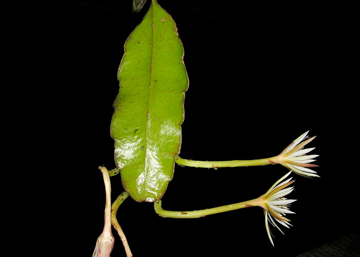 Foliáceas: Passiflora ambigua