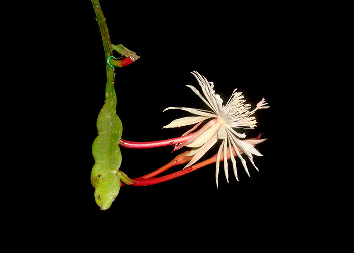 Epiphyllum cartagense