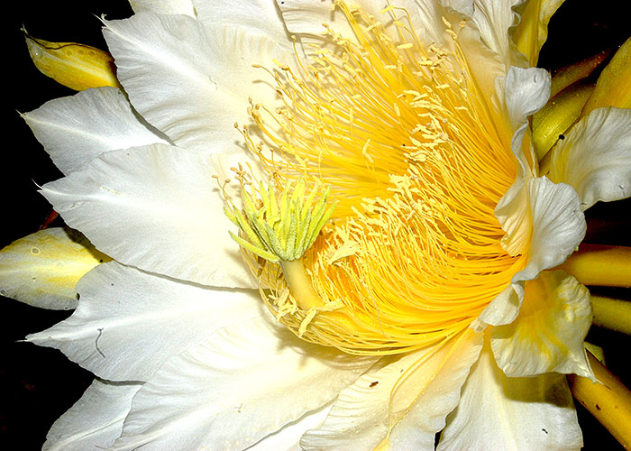 Selenicereus costaricensis