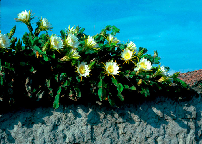 Selenicereus costaricensis