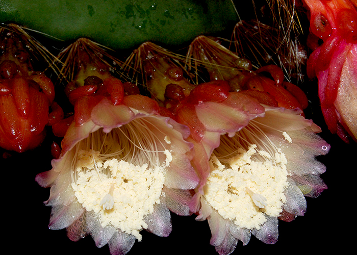 Weberocereus frohningiorum