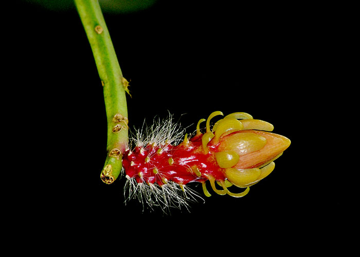 Weberocereus tunilla