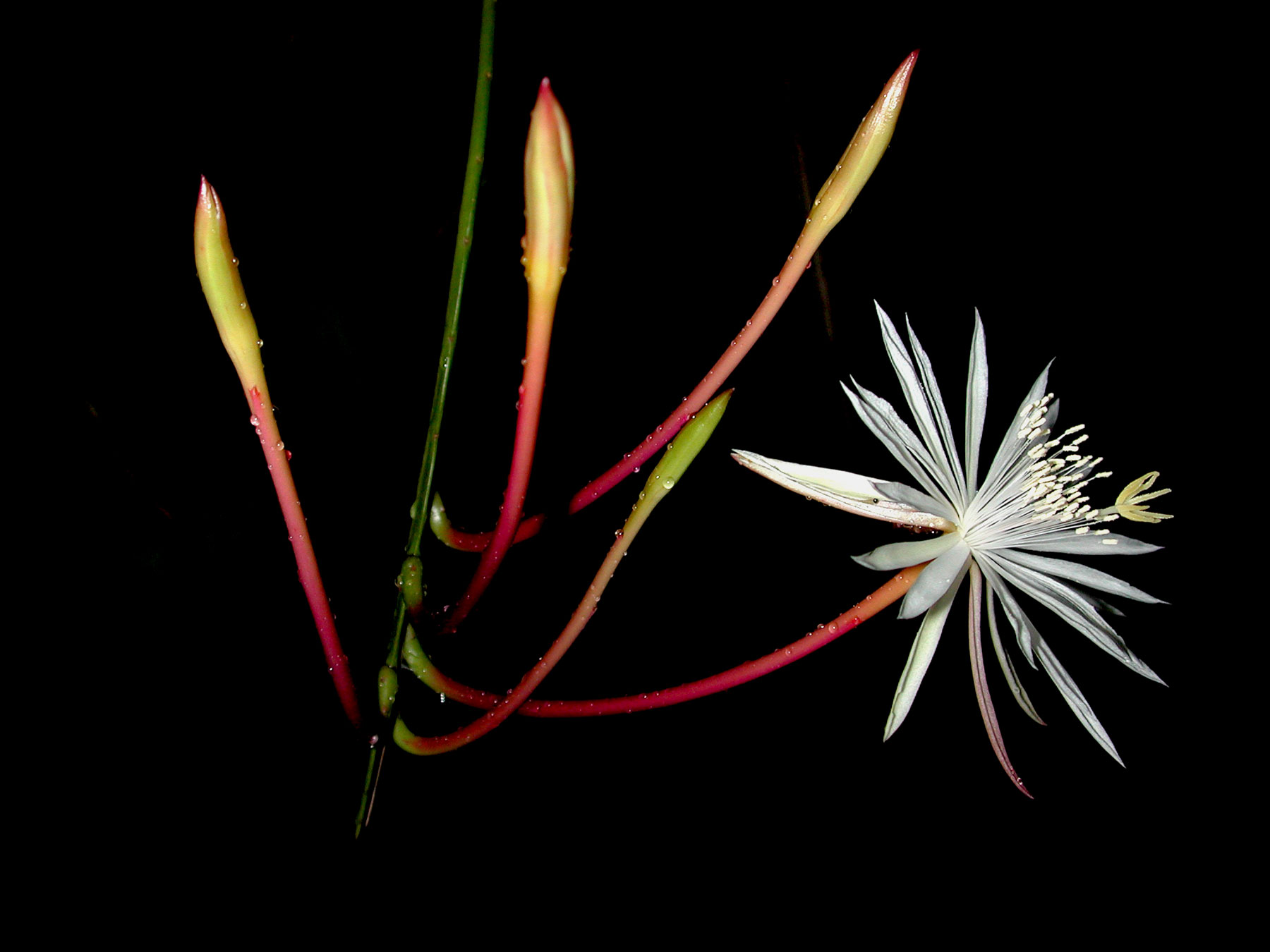 Epiphyllum cartagense