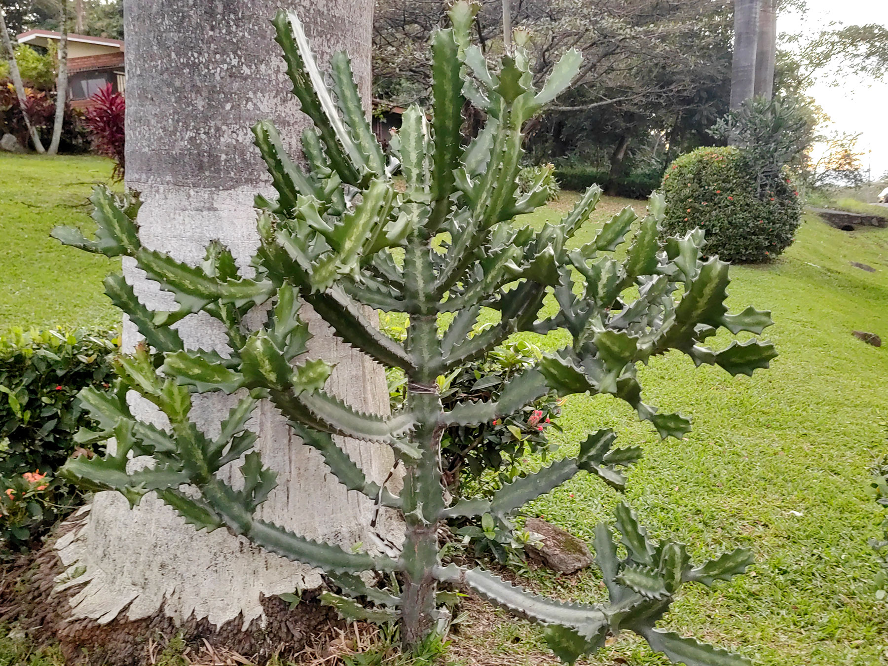 Euphorbia lactea: especie muy similar a un cactus, pero no lo es
