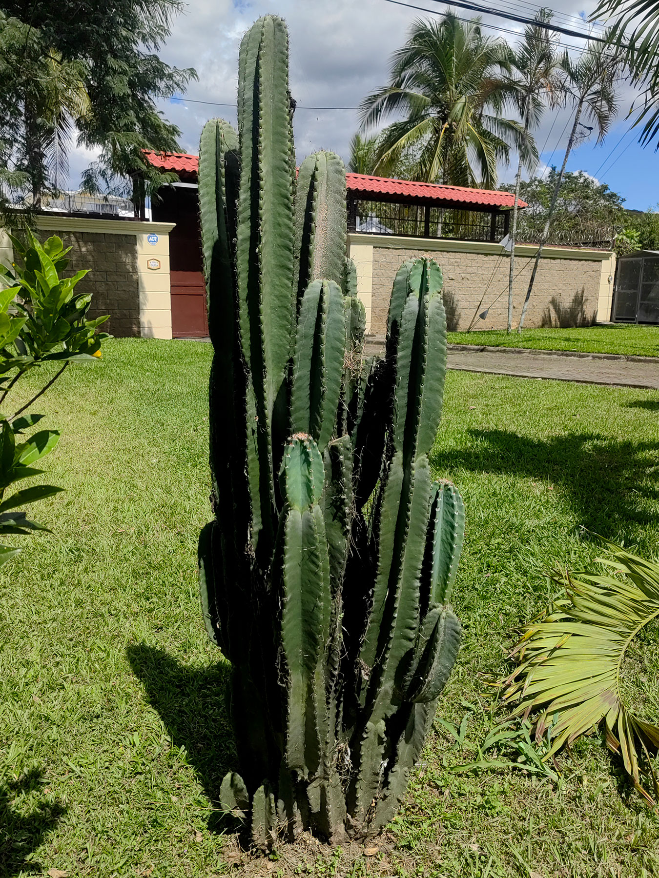 Cereus hexagonus (especie nativa de Colombia y Venezuela, Guyana, Surinam y norte de Brasil)