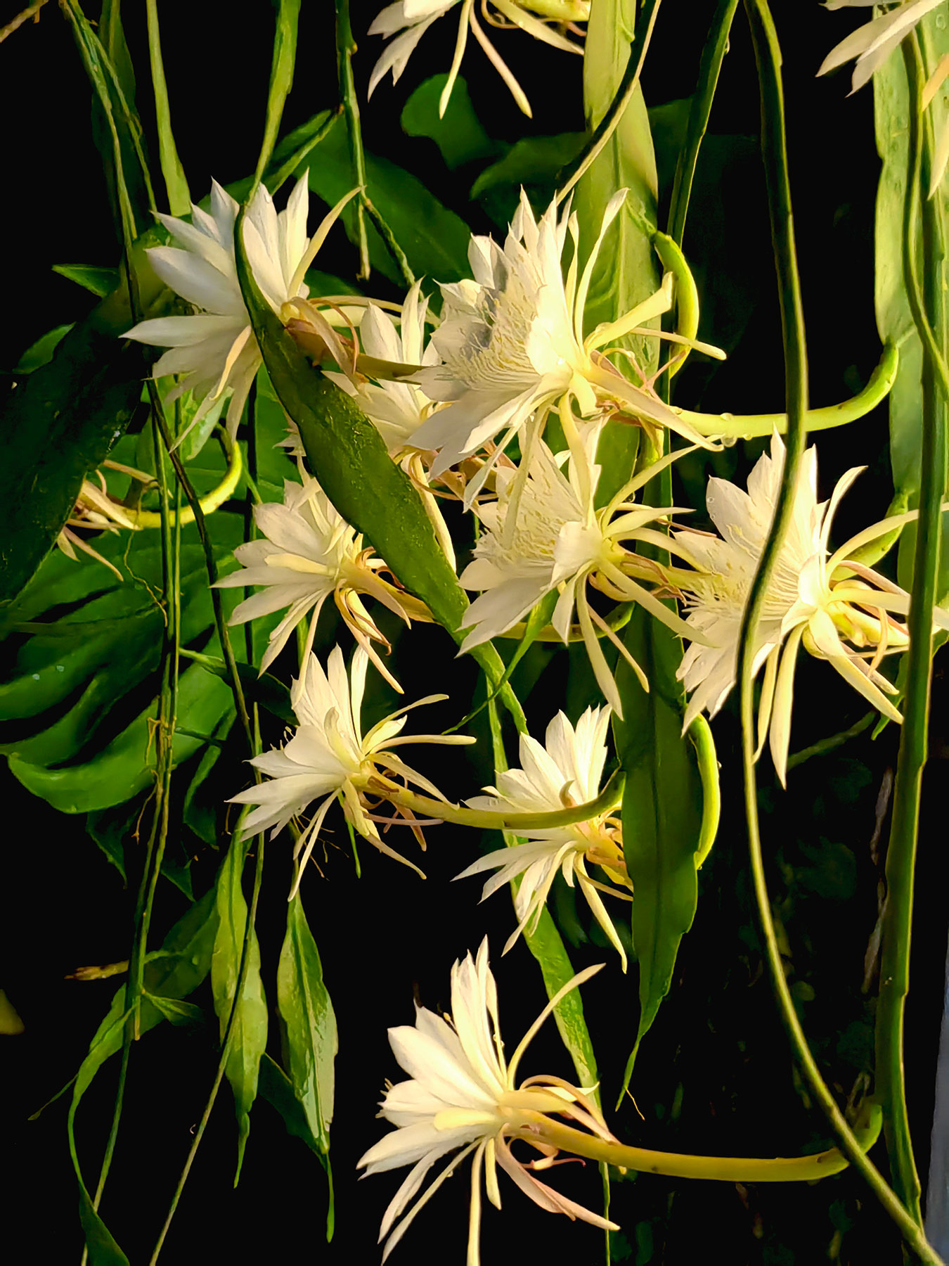 Epiphyllum pumilum (especie nativa de México, Guatemala y Honduras)