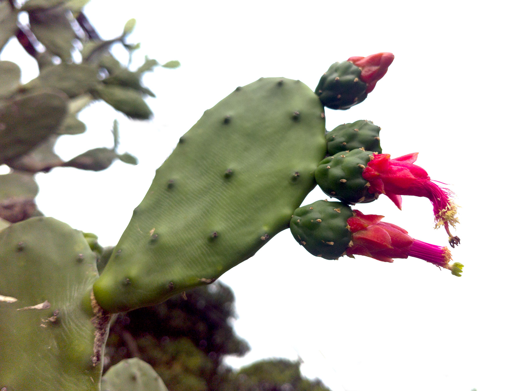 Opuntia cochenillifera (especie nativa de Brasil)