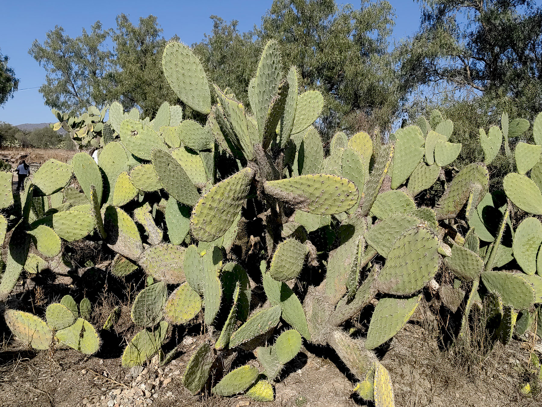 Opuntia ficus-indica (Tuna, especies posiblemente nativa de México)