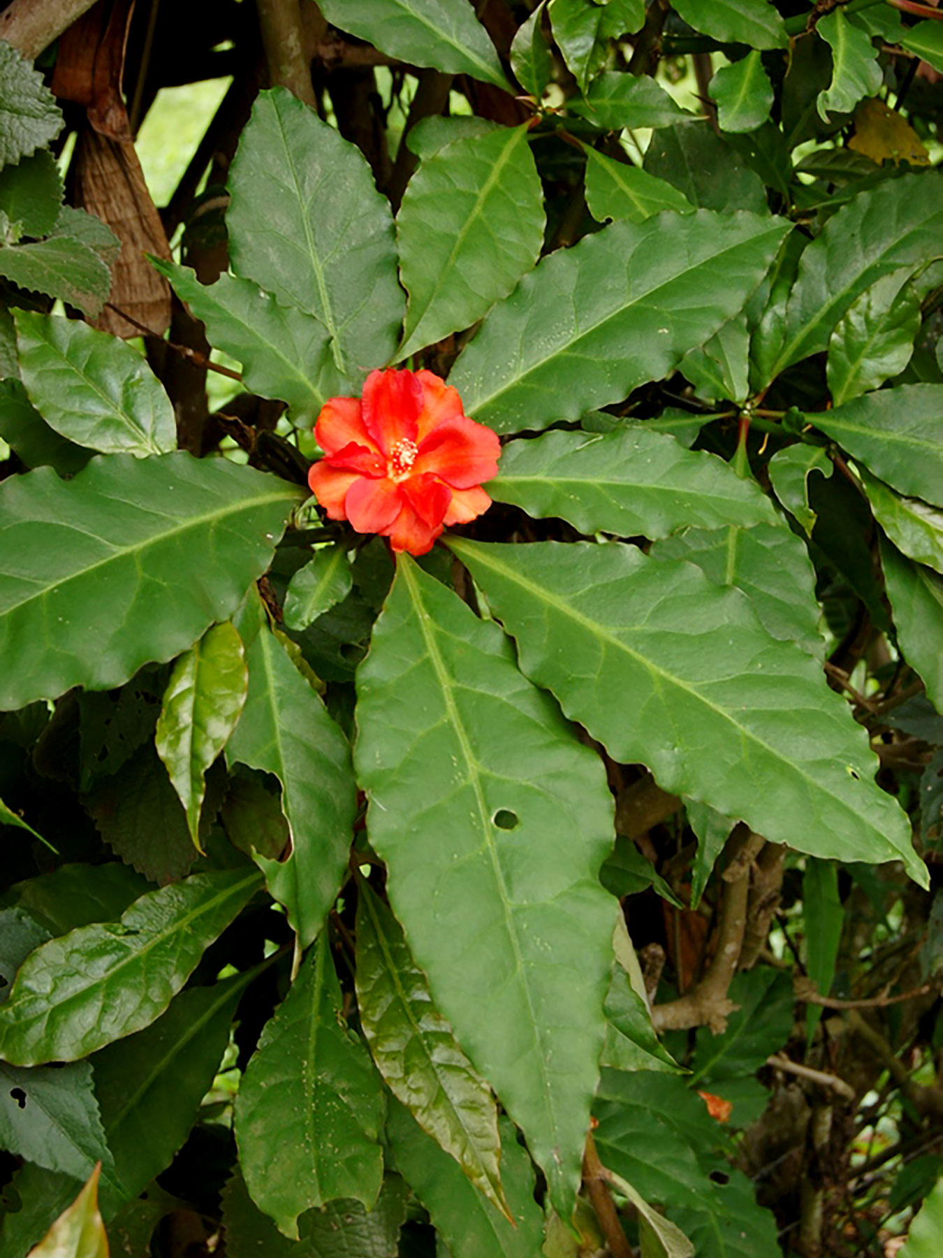 Pereskia bleo (nativa del este de Panamá y Colombia)