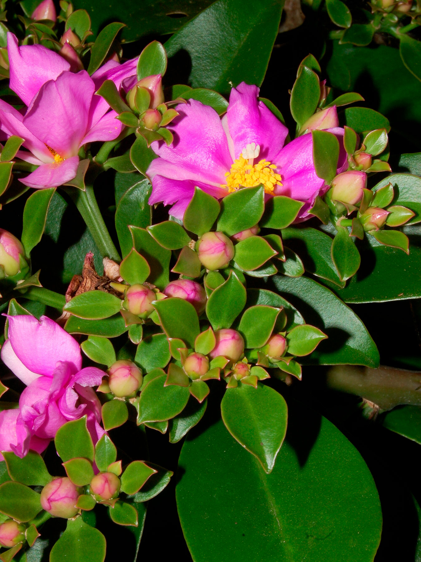Pereskia grandifolia (especie nativa del este de Brasil)