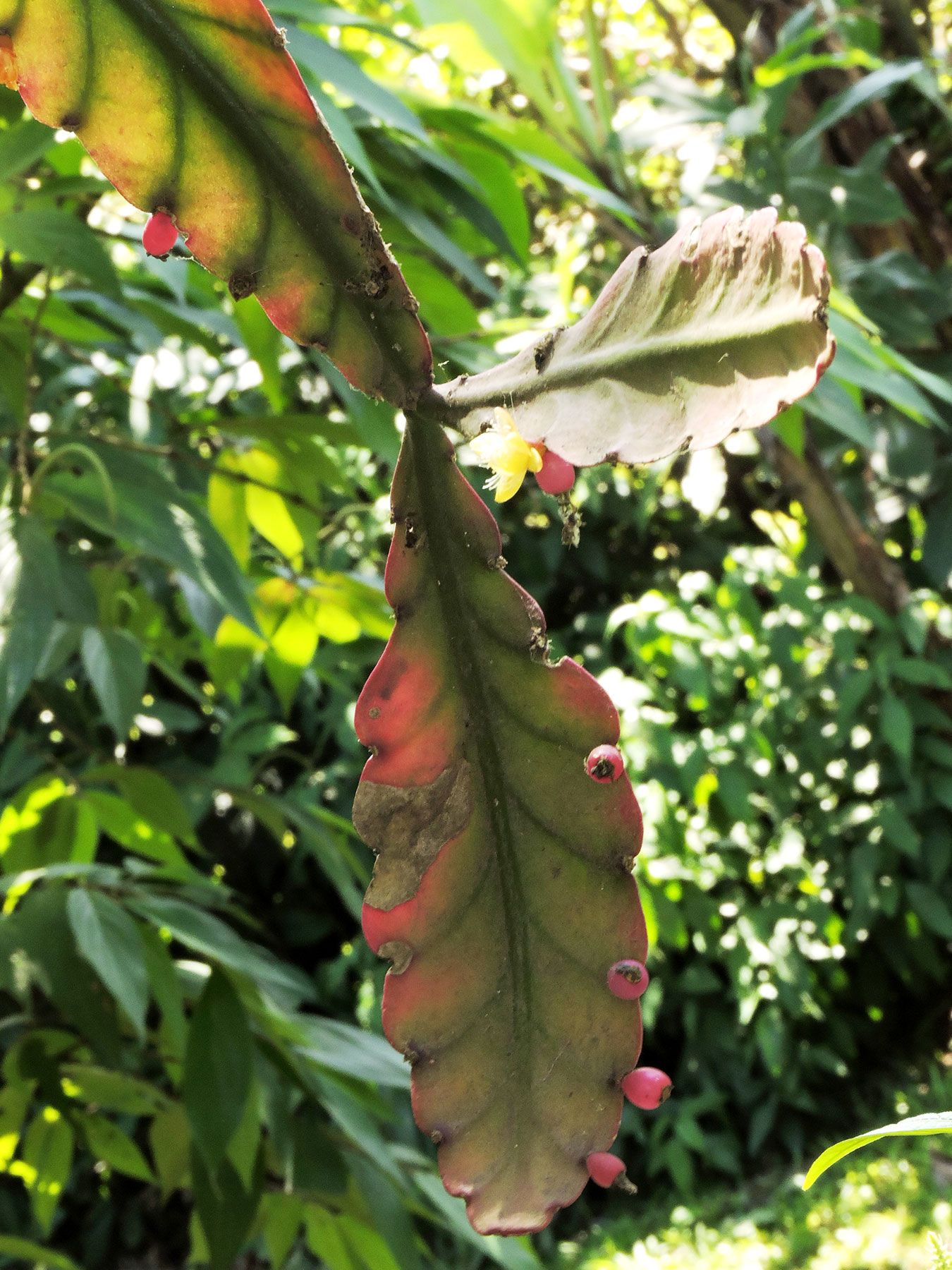 Rhipsalis elliptica (especie nativa de sureste de Brasil)