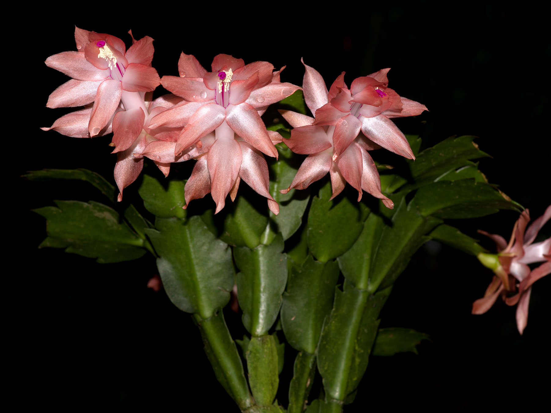 Schlumbergera truncata (Bailarina, especie nativa del sureste de Brasil)