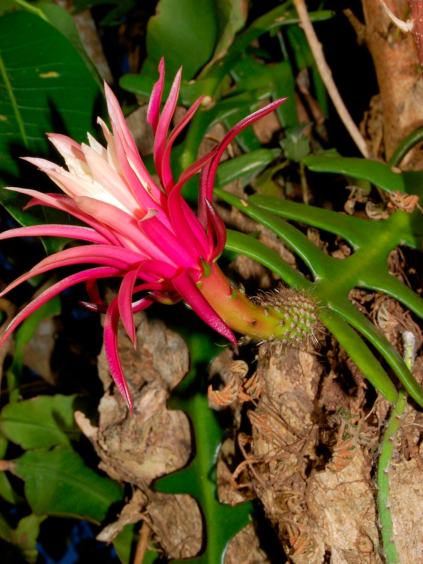Selenicereus anthonyanus (especie nativa del sur de México hasta Honduras)