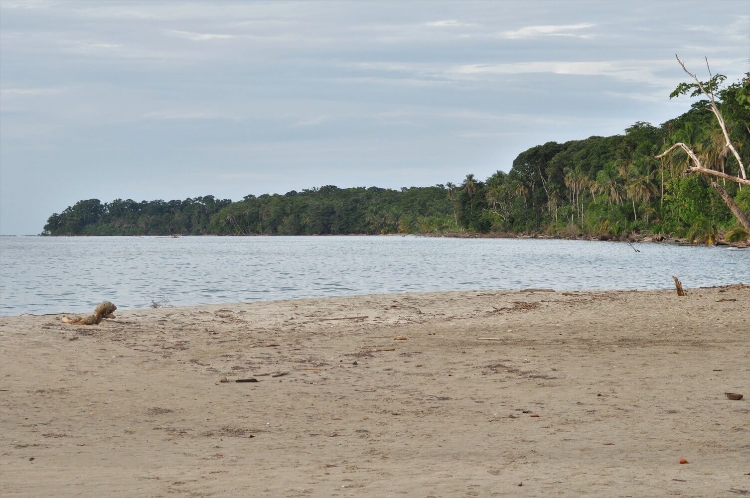 Punta Cahuita, vista desde playa Blanca.