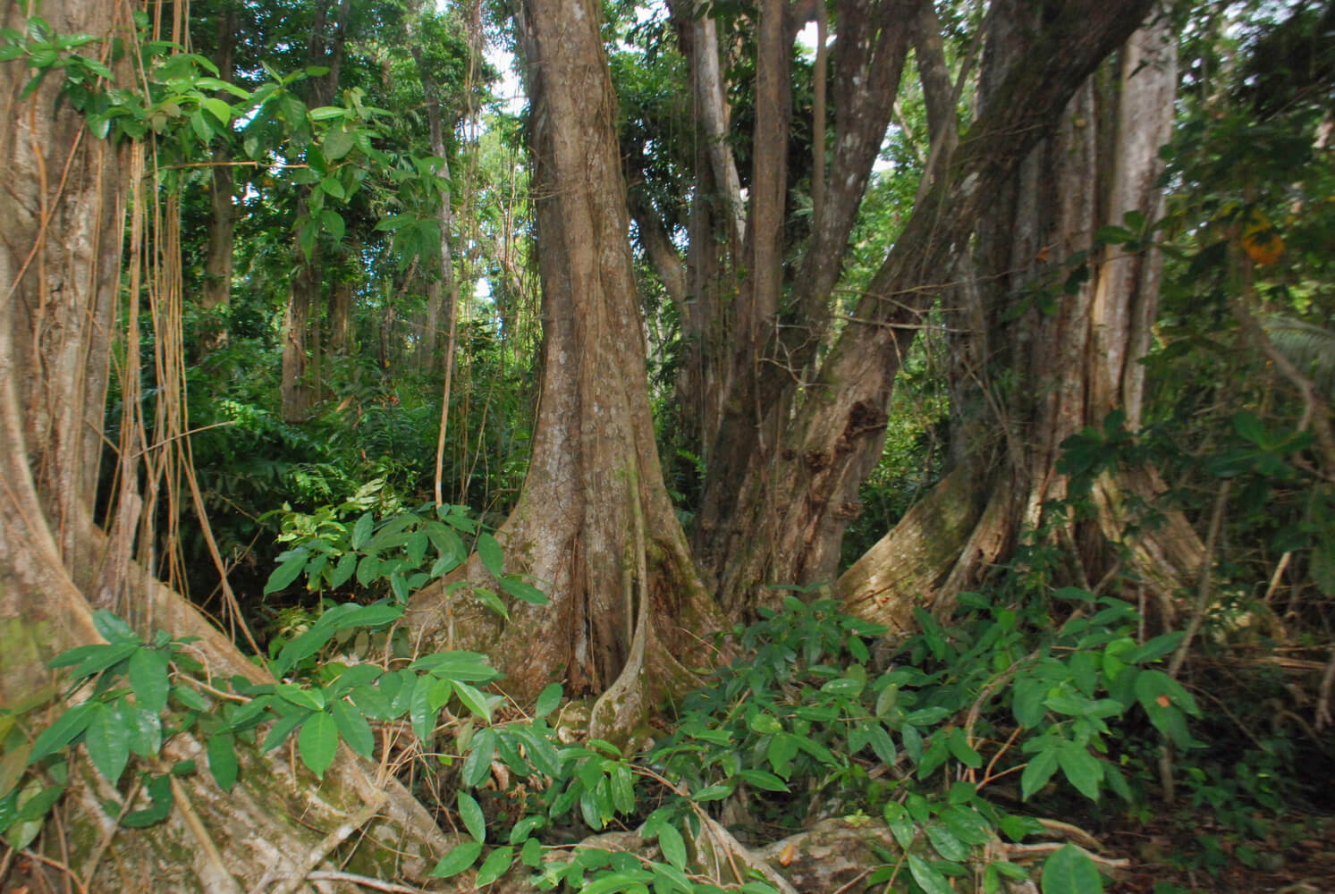 Bosques pantanosos de Sangrillos, en Punta Cahuita.