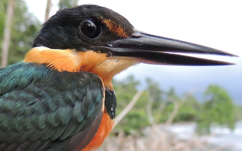 Martín pescador enano (Chloroceryle aenea). Especie residente.