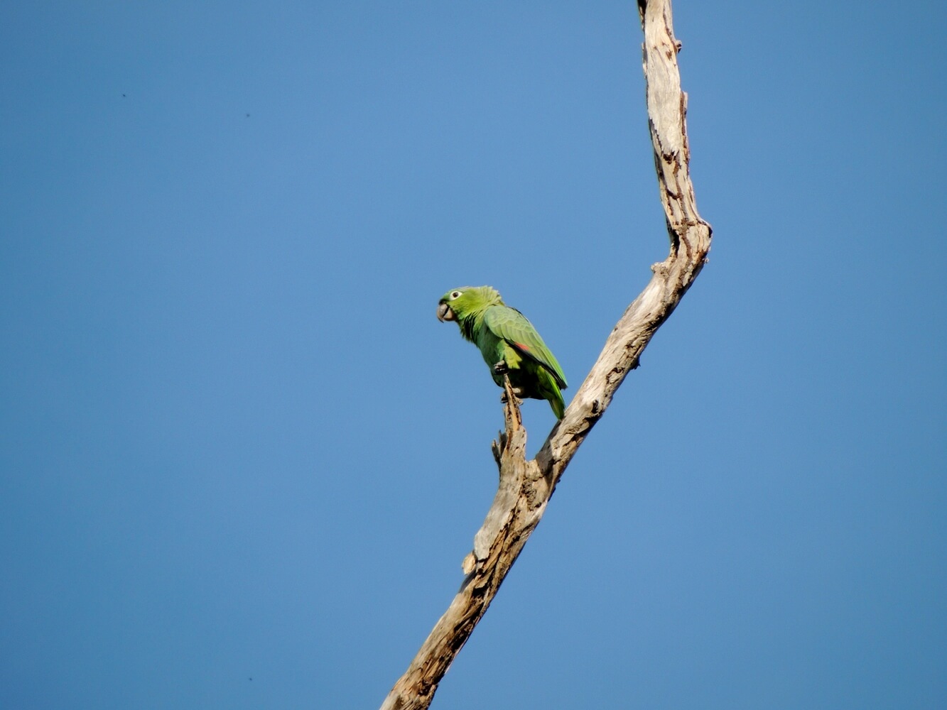 Loro verde (Amazona farinosa).